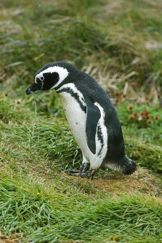 20071214 104603 D200 3900x2600.jpg - March of the Penguins, Otway Sound, Puntas Arenas, Chile